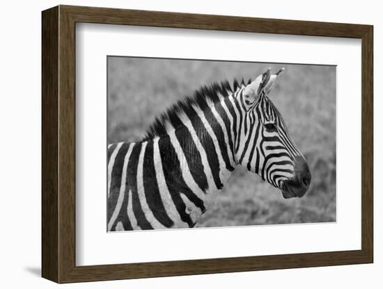 Zebras-meunierd-Framed Photographic Print