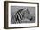 Zebras-meunierd-Framed Photographic Print