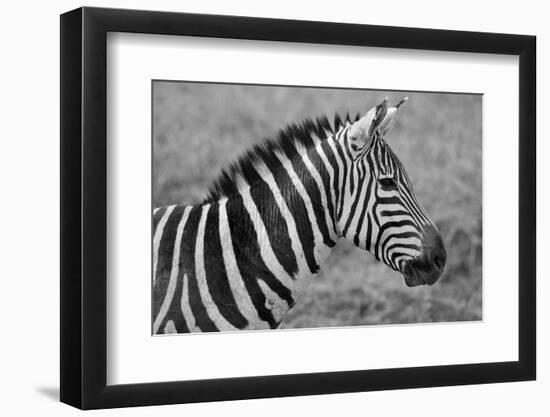 Zebras-meunierd-Framed Photographic Print