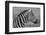 Zebras-meunierd-Framed Photographic Print