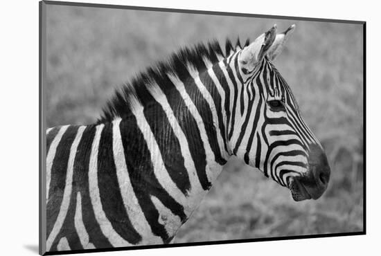 Zebras-meunierd-Mounted Photographic Print