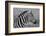 Zebras-meunierd-Framed Photographic Print