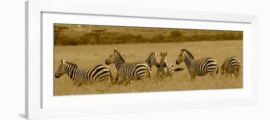 Zebras-Sarah Farnsworth-Framed Photographic Print