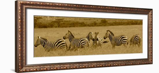 Zebras-Sarah Farnsworth-Framed Photographic Print