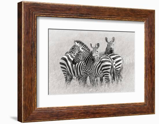 Zebras-Kirill Trubitsyn-Framed Photographic Print