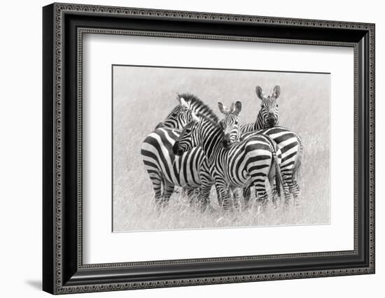 Zebras-Kirill Trubitsyn-Framed Photographic Print