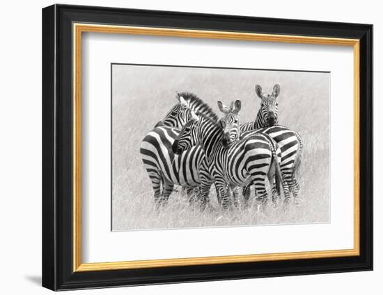 Zebras-Kirill Trubitsyn-Framed Photographic Print