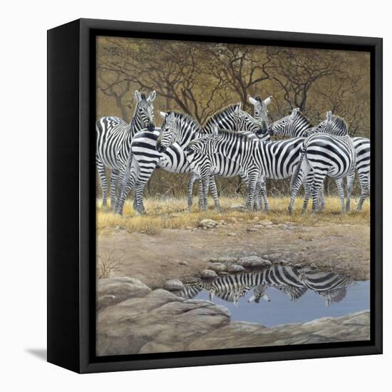 Zebras-Harro Maass-Framed Premier Image Canvas