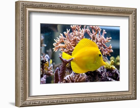 Zebrasoma Flavescens-antos777-Framed Photographic Print