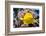 Zebrasoma Flavescens-antos777-Framed Photographic Print