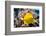 Zebrasoma Flavescens-antos777-Framed Photographic Print