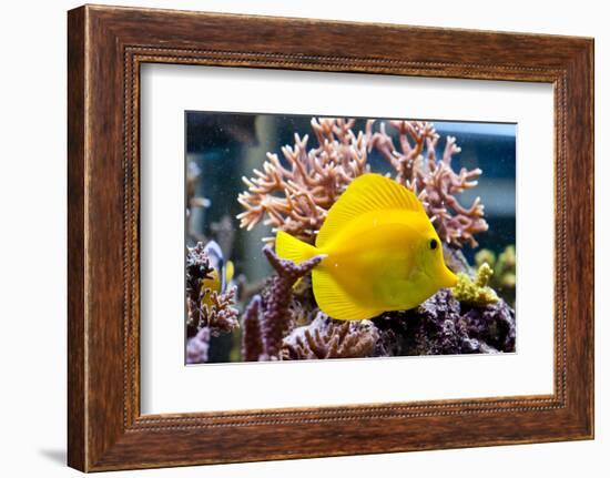 Zebrasoma Flavescens-antos777-Framed Photographic Print