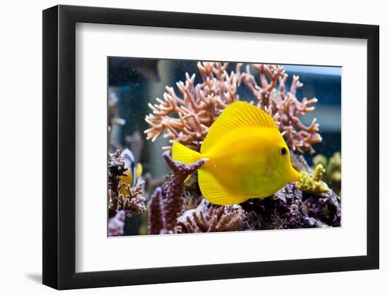 Zebrasoma Flavescens-antos777-Framed Photographic Print