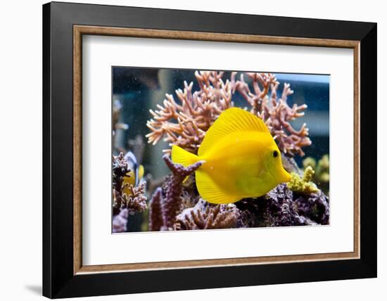 Zebrasoma Flavescens-antos777-Framed Photographic Print