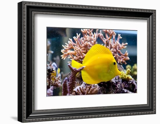 Zebrasoma Flavescens-antos777-Framed Photographic Print