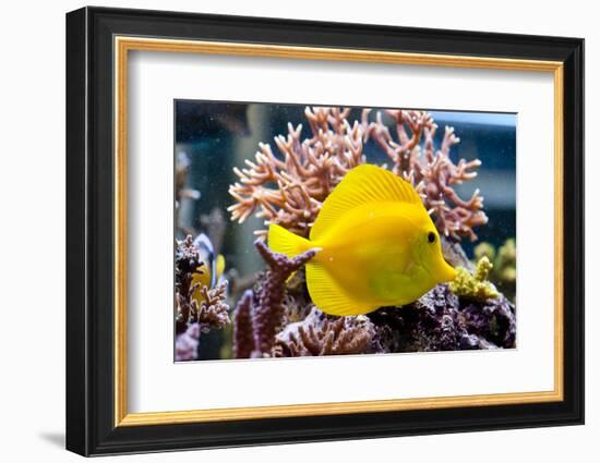 Zebrasoma Flavescens-antos777-Framed Photographic Print