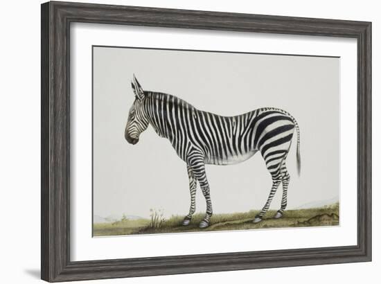 Zébre de montagne-Léon Wailly-Framed Giclee Print