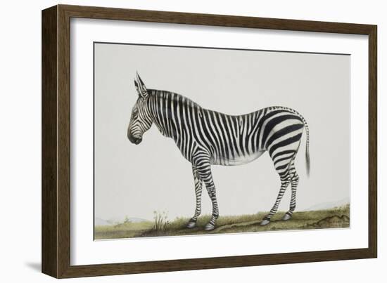 Zébre de montagne-Léon Wailly-Framed Giclee Print