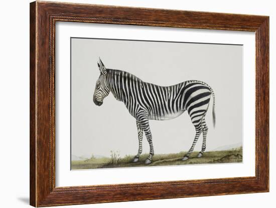 Zébre de montagne-Léon Wailly-Framed Giclee Print