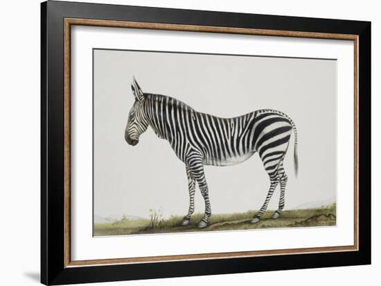 Zébre de montagne-Léon Wailly-Framed Giclee Print