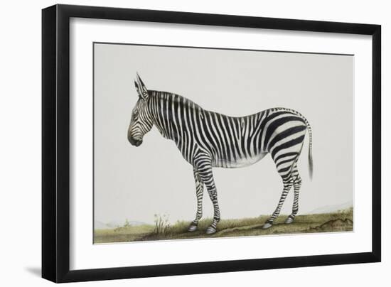 Zébre de montagne-Léon Wailly-Framed Giclee Print