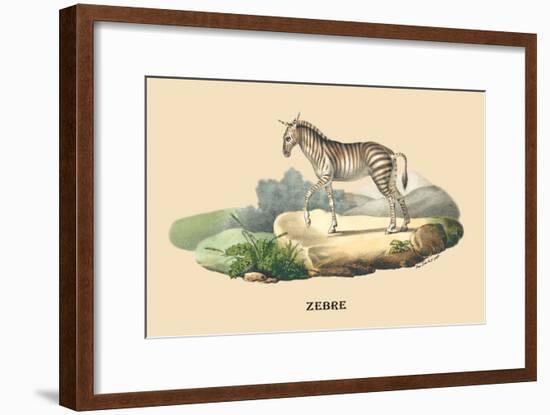 Zebre-E.f. Noel-Framed Art Print