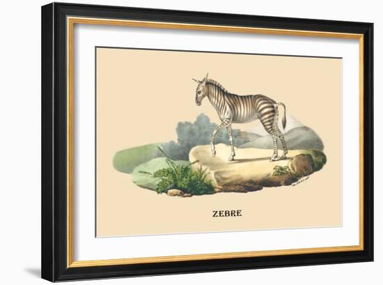 Zebre-E.f. Noel-Framed Art Print