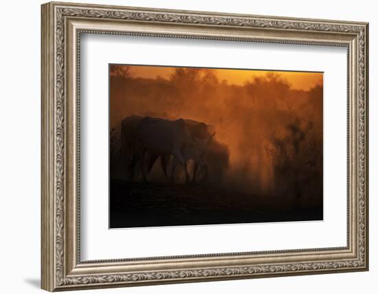 Zebu cattle grazing at dusk, Tanzania, East Africa, Africa-Ashley Morgan-Framed Photographic Print