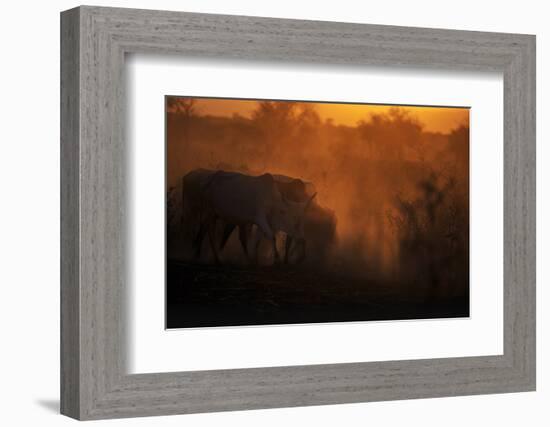 Zebu cattle grazing at dusk, Tanzania, East Africa, Africa-Ashley Morgan-Framed Photographic Print