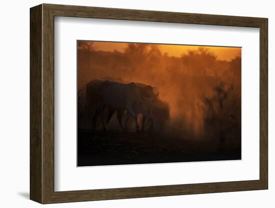 Zebu cattle grazing at dusk, Tanzania, East Africa, Africa-Ashley Morgan-Framed Photographic Print