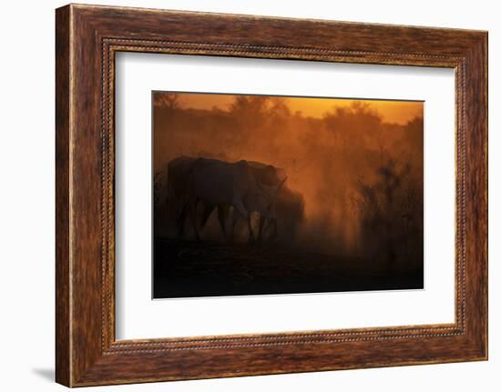 Zebu cattle grazing at dusk, Tanzania, East Africa, Africa-Ashley Morgan-Framed Photographic Print