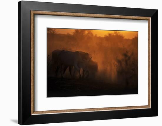 Zebu cattle grazing at dusk, Tanzania, East Africa, Africa-Ashley Morgan-Framed Photographic Print