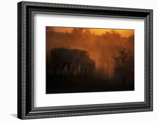 Zebu cattle grazing at dusk, Tanzania, East Africa, Africa-Ashley Morgan-Framed Photographic Print
