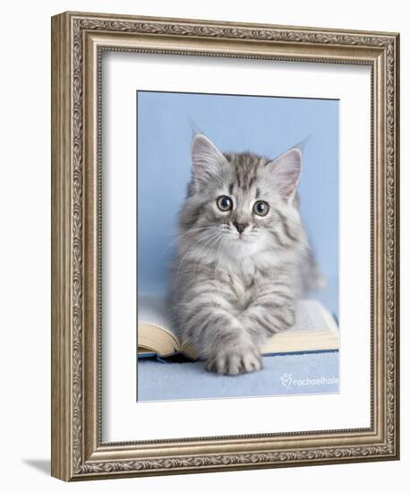 Zelda-Rachael Hale-Framed Premium Giclee Print