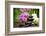 Zen Basalt Stones and Bamboo on the Wood-scorpp-Framed Photographic Print