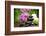 Zen Basalt Stones and Bamboo on the Wood-scorpp-Framed Photographic Print