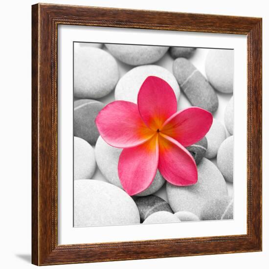 Zen Flower-null-Framed Photographic Print