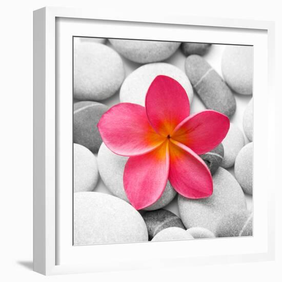 Zen Flower-null-Framed Photographic Print