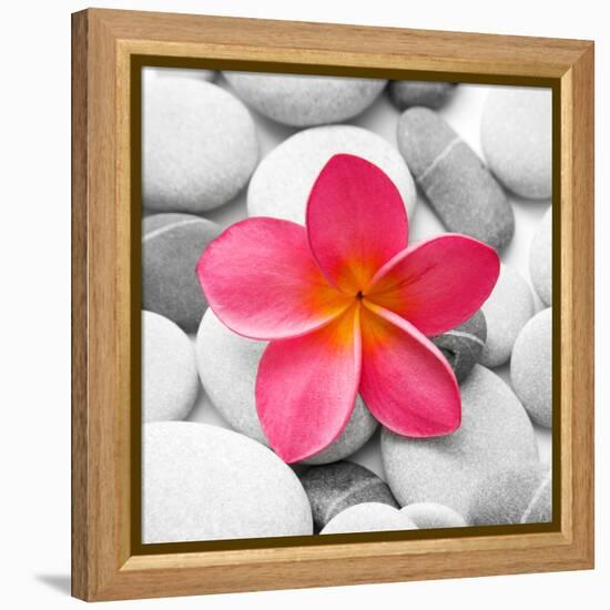 Zen Flower-PhotoINC Studio-Framed Stretched Canvas