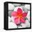 Zen Flower-PhotoINC Studio-Framed Stretched Canvas