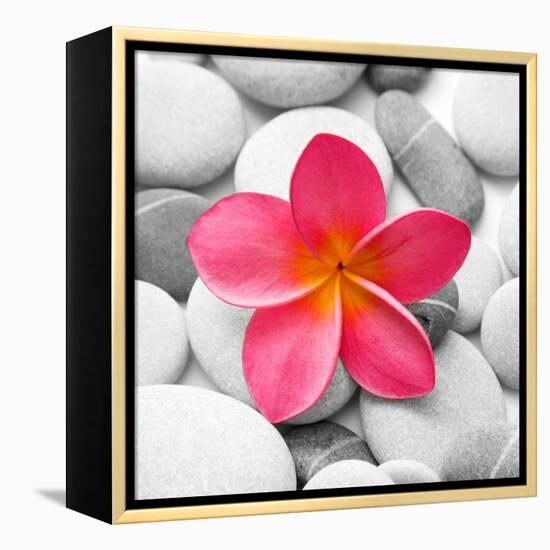 Zen Flower-PhotoINC Studio-Framed Stretched Canvas