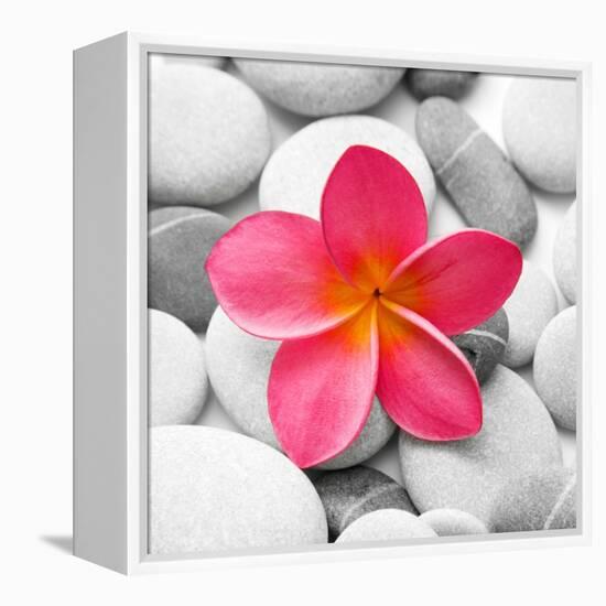 Zen Flower-PhotoINC Studio-Framed Stretched Canvas