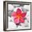 Zen Flower-PhotoINC Studio-Framed Art Print