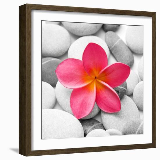 Zen Flower-PhotoINC Studio-Framed Art Print