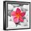 Zen Flower-PhotoINC Studio-Framed Art Print