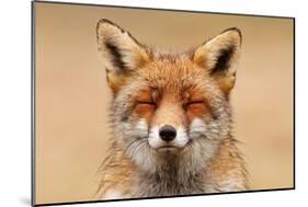 Zen Fox Red Portrait-Roeselien Raimond-Mounted Art Print
