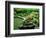 Zen Garden, Kyoto, Japan-Shin Terada-Framed Photographic Print