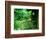 Zen Garden, Kyoto, Japan-Shin Terada-Framed Photographic Print