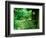 Zen Garden, Kyoto, Japan-Shin Terada-Framed Photographic Print