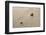 Zen Garden-og-vision-Framed Photographic Print